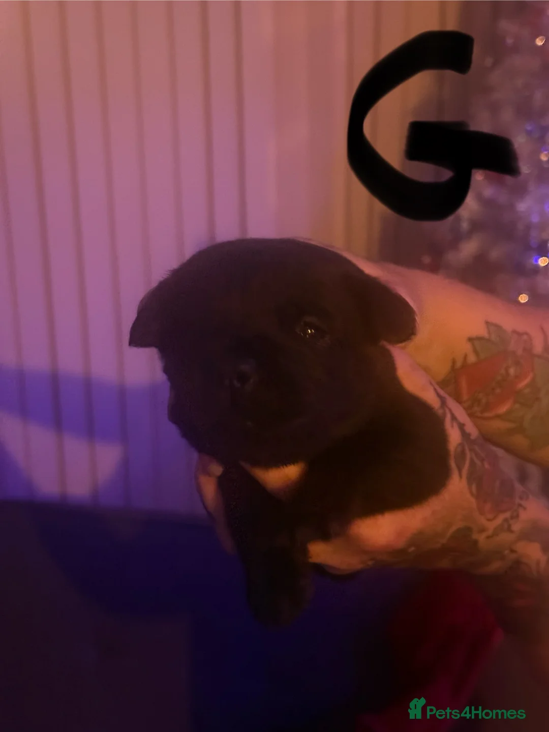 Cane Corso dogs for sale: 1 Cane Corso puppy left - Advert 4