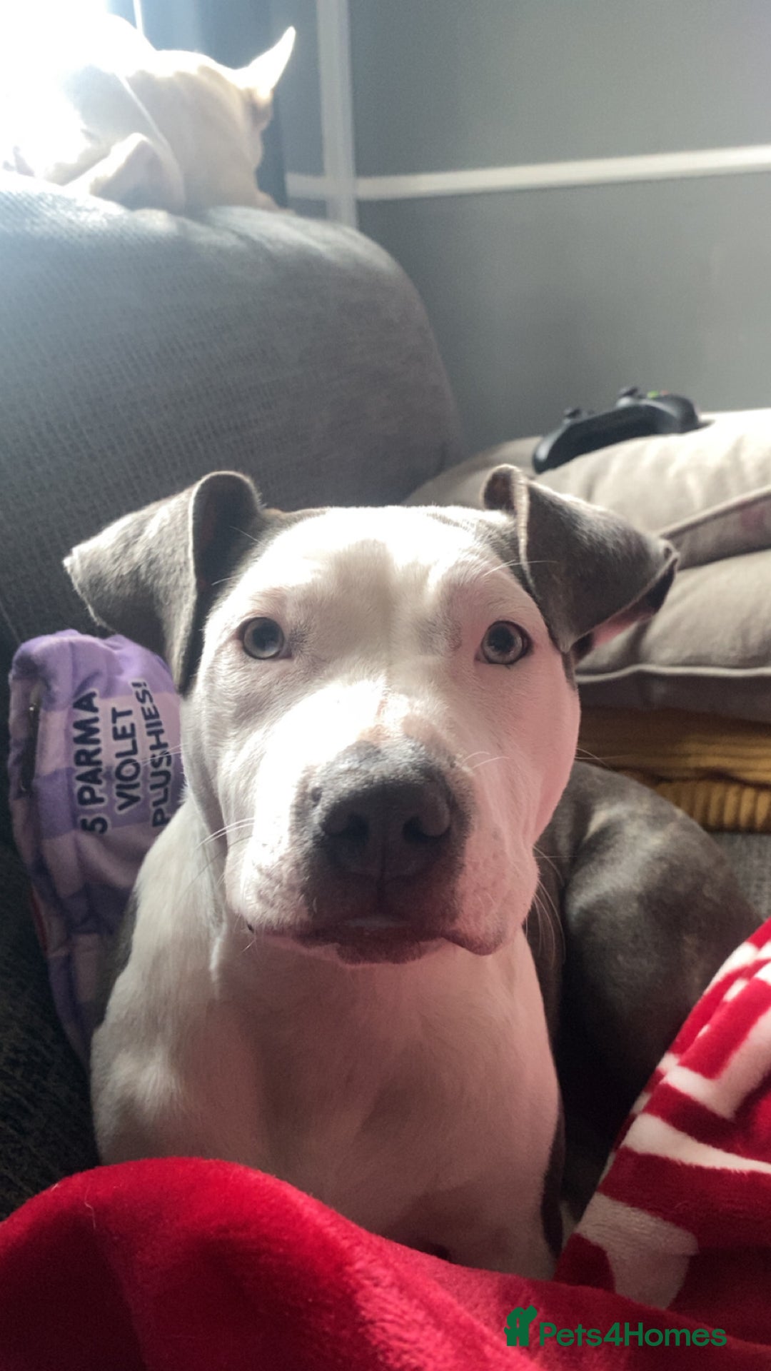 Mixed Breed dogs for sale: 5 month old female  - Advert 1