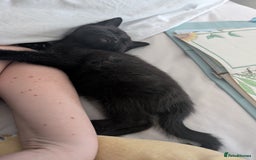 Mixed Breed cats for sale: Lovely black and Tuxedo kittens for sale - Image 6