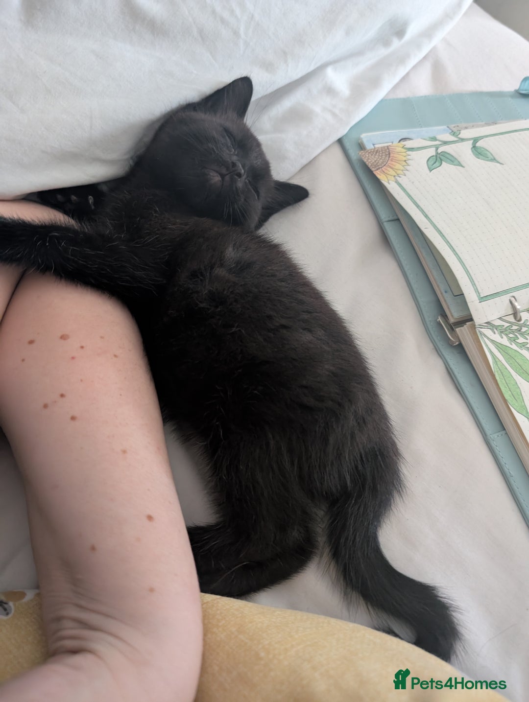 Mixed Breed cats for sale: Lovely black and Tuxedo kittens for sale - Image 6
