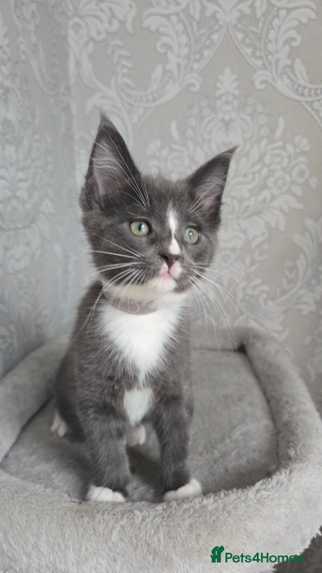 Mixed Breed cats for sale: Stunning Maine Coon Mix Kittens–Ready 15th Feb - Advert 17