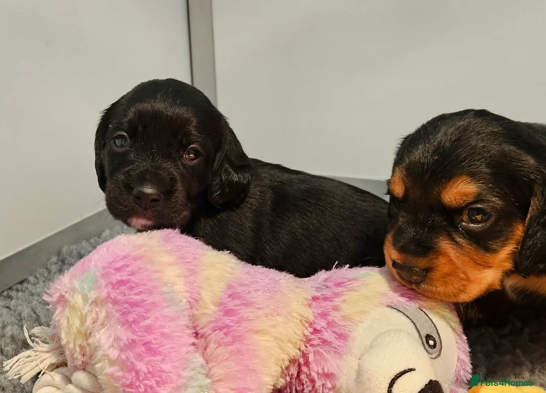 Bocker dogs for sale: Beautiful Bocker Bitch Puppies - Ready 25.02.26 - Advert 11