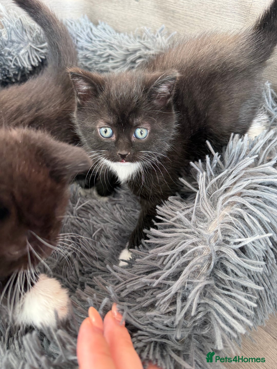 Mixed Breed cats for sale: 5 Beautiful kittens for sale  - Advert 13