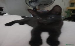 Mixed Breed cats for sale: 5 long hair maine coon mix kitten's. - Image 4