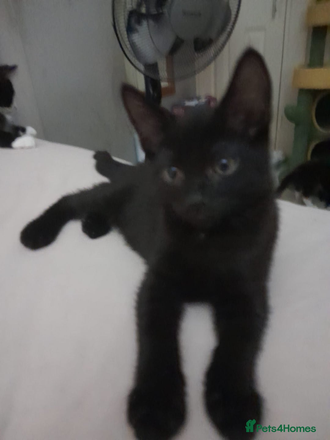 Mixed Breed cats for sale: 5 long hair maine coon mix kitten's. - Image 4