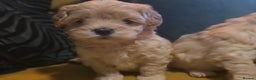 Maltipoo dogs for sale: F1 Maltipoo for sale  - Advert 18