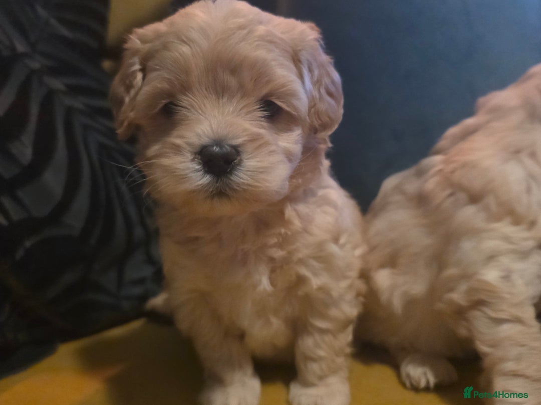 Maltipoo dogs for sale: F1 Maltipoo for sale  - Advert 18
