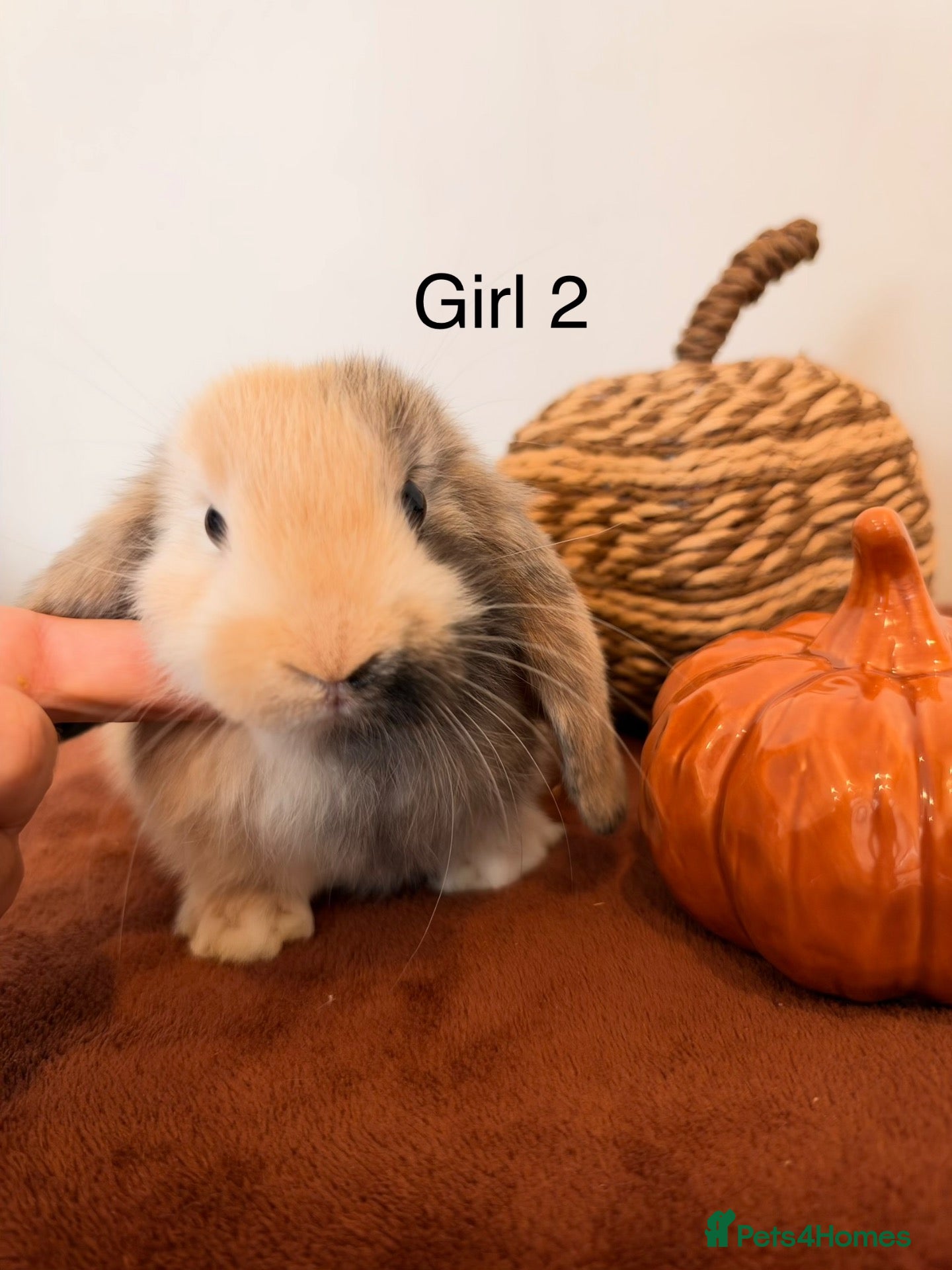 Mini Lop rabbits Mini lop babies🐰✨ - Advert 2