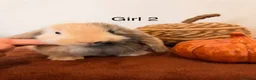 Mini Lop rabbits for sale: Mini lop babies🐰✨ - Advert 2