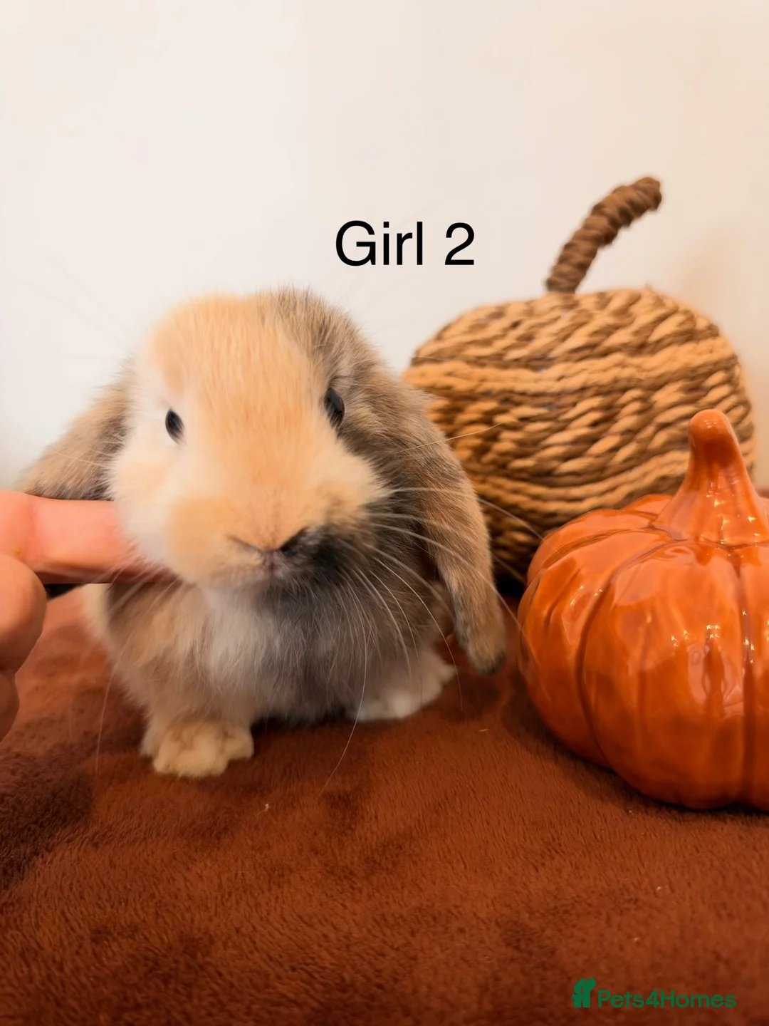 Mini Lop rabbits for sale: Mini lop babies🐰✨ - Advert 2