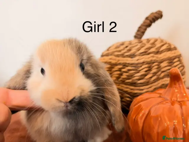 Mini Lop rabbits for sale: Mini lop babies🐰✨ - Advert 1