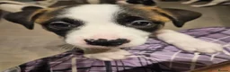 Mixed Breed dogs for sale: American Bulldog x American Akita - Advert 6