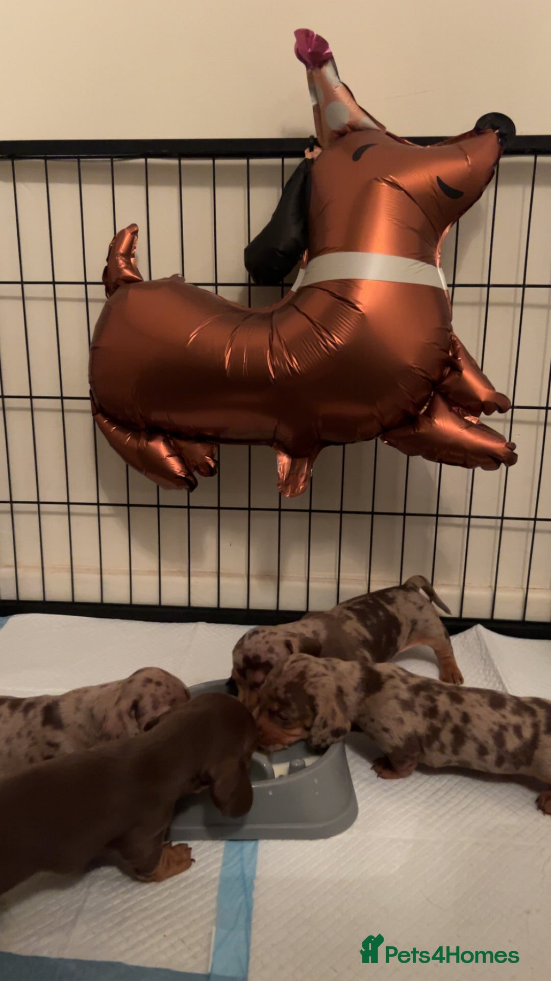 Miniature Dachshund dogs for sale: Chocolate dapple miniature dachshunds  - Advert 5