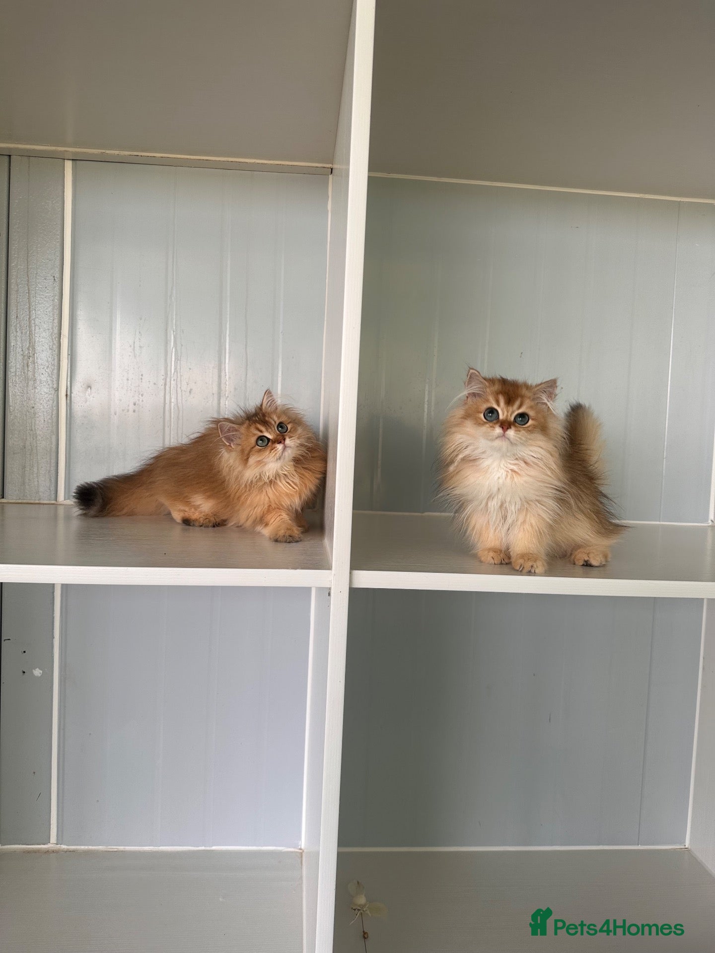 British Longhair cats Britsh Long hair - Advert 2