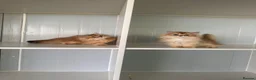 British Longhair cats for sale: Britsh Long hair - Advert 1
