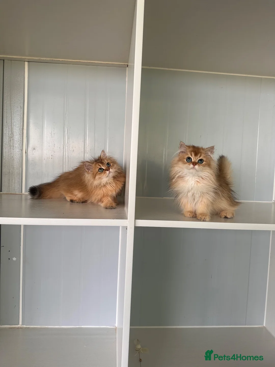 British Longhair cats for sale: Britsh Long hair - Advert 1