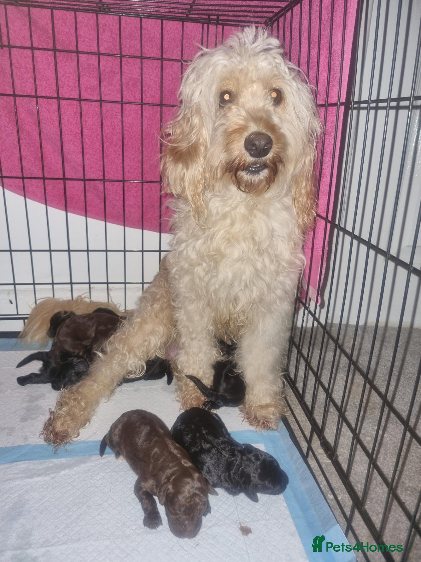 Cockapoo dogs Beautiful cavapoo puppies  - Advert 3