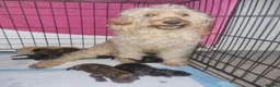 Cockapoo dogs for sale: Beautiful cavapoo puppies  - Advert 1