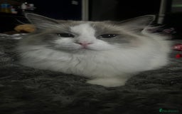 Ragdoll cats for sale: Ragdoll kitten - Image 5