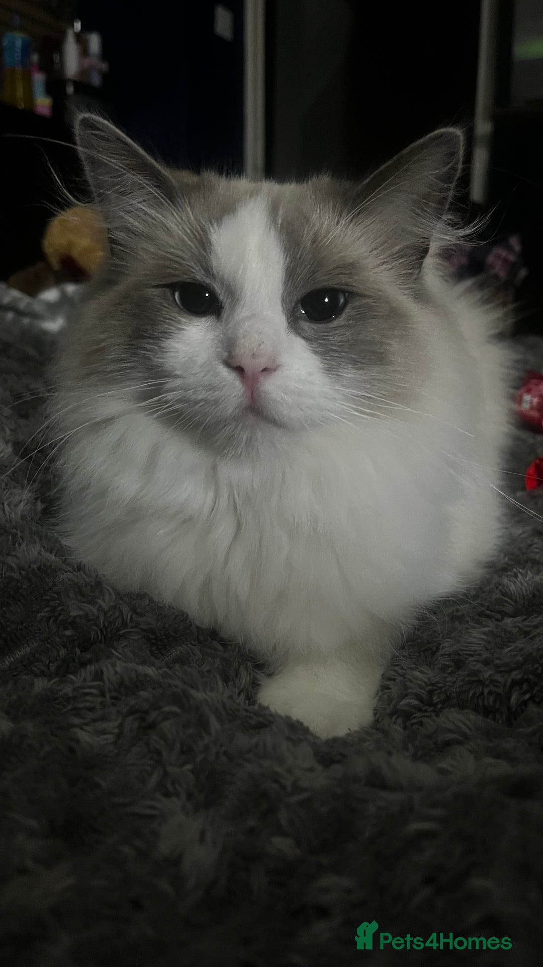 Ragdoll cats for sale: Ragdoll kitten - Image 5