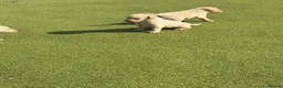 Labrador Retriever dogs for sale: Labrador puppys - Advert 2
