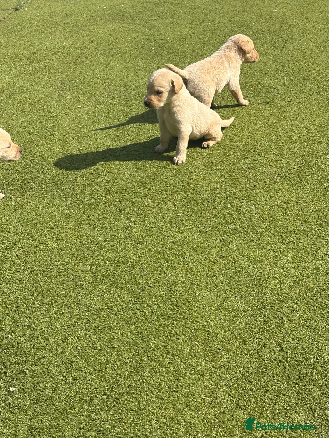 Labrador Retriever dogs for sale: Labrador puppys - Advert 2