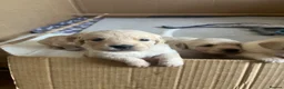 Golden Retriever dogs for sale: Golden Retrievers pure breed puppies - Advert 14
