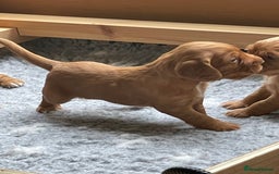 Cocker Spaniel dogs for sale: Health Tested Clear Cocker Spaniel Puppies  - Image 13