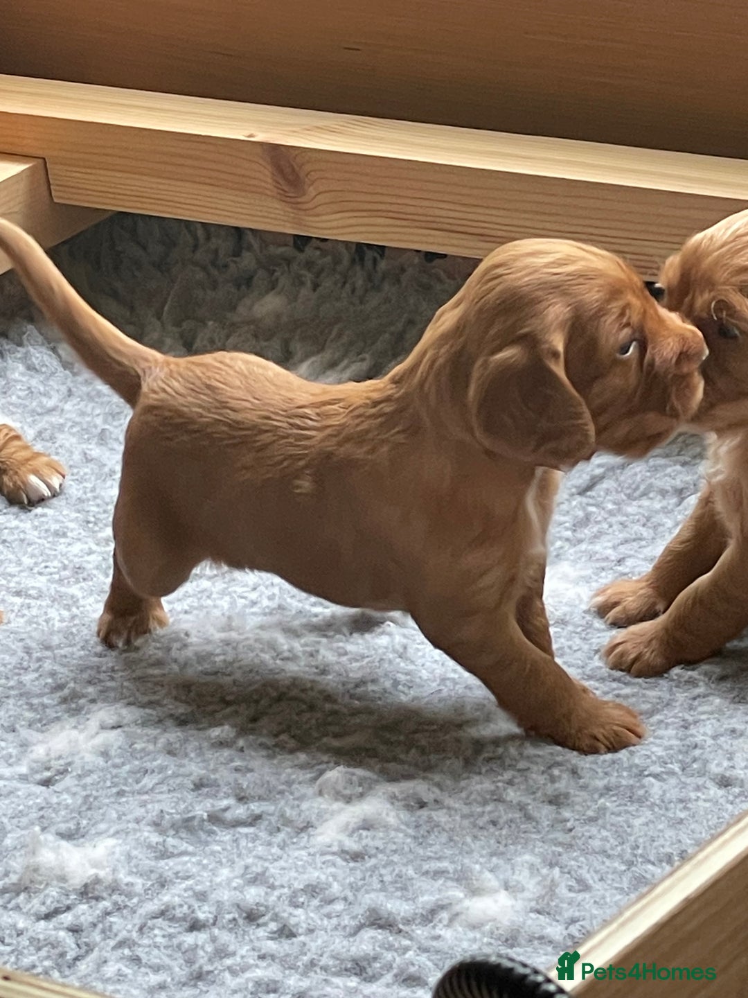 Cocker Spaniel dogs for sale: Health Tested Clear Cocker Spaniel Puppies  - Image 13