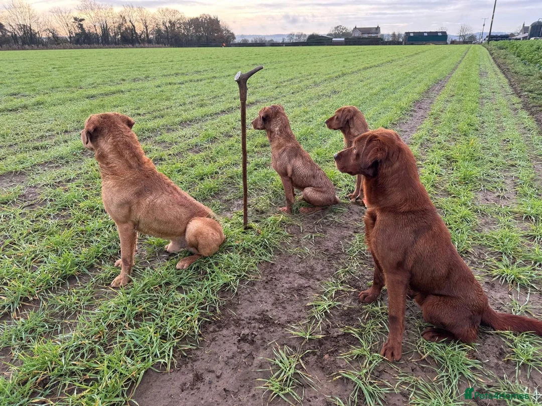Labrador Retriever dogs for stud: KC Dark fox Red,Fully health tested,Proven stud in York - Advert 2
