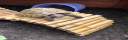 Tortoise reptiles for sale: Hermann tortoise - Advert 4