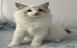 Ragdoll cats for sale: Playful Pedigree Ragdoll Kittens Available - Image 36
