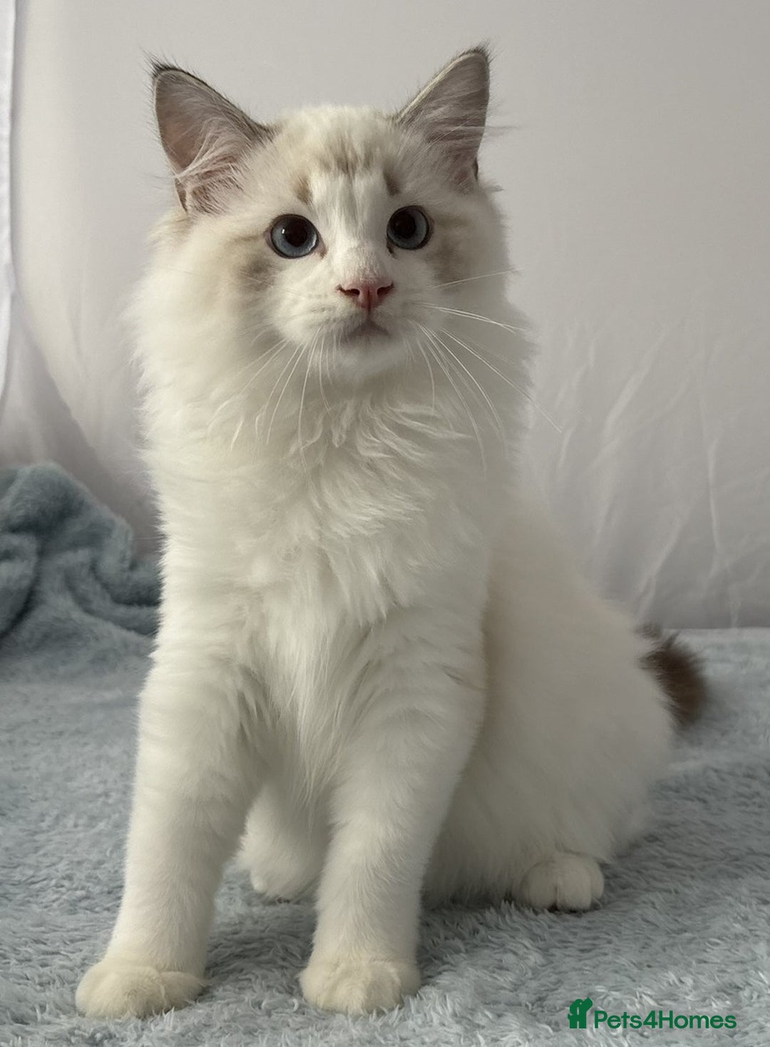 Ragdoll cats for sale: Playful Pedigree Ragdoll Kittens Available - Image 36