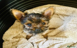 Chorkie dogs for sale: 9 weeks old puppies Yorkshire terrier chihuahuas - Image 2