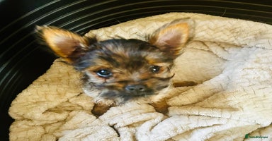 Chorkie dogs - Advert 9