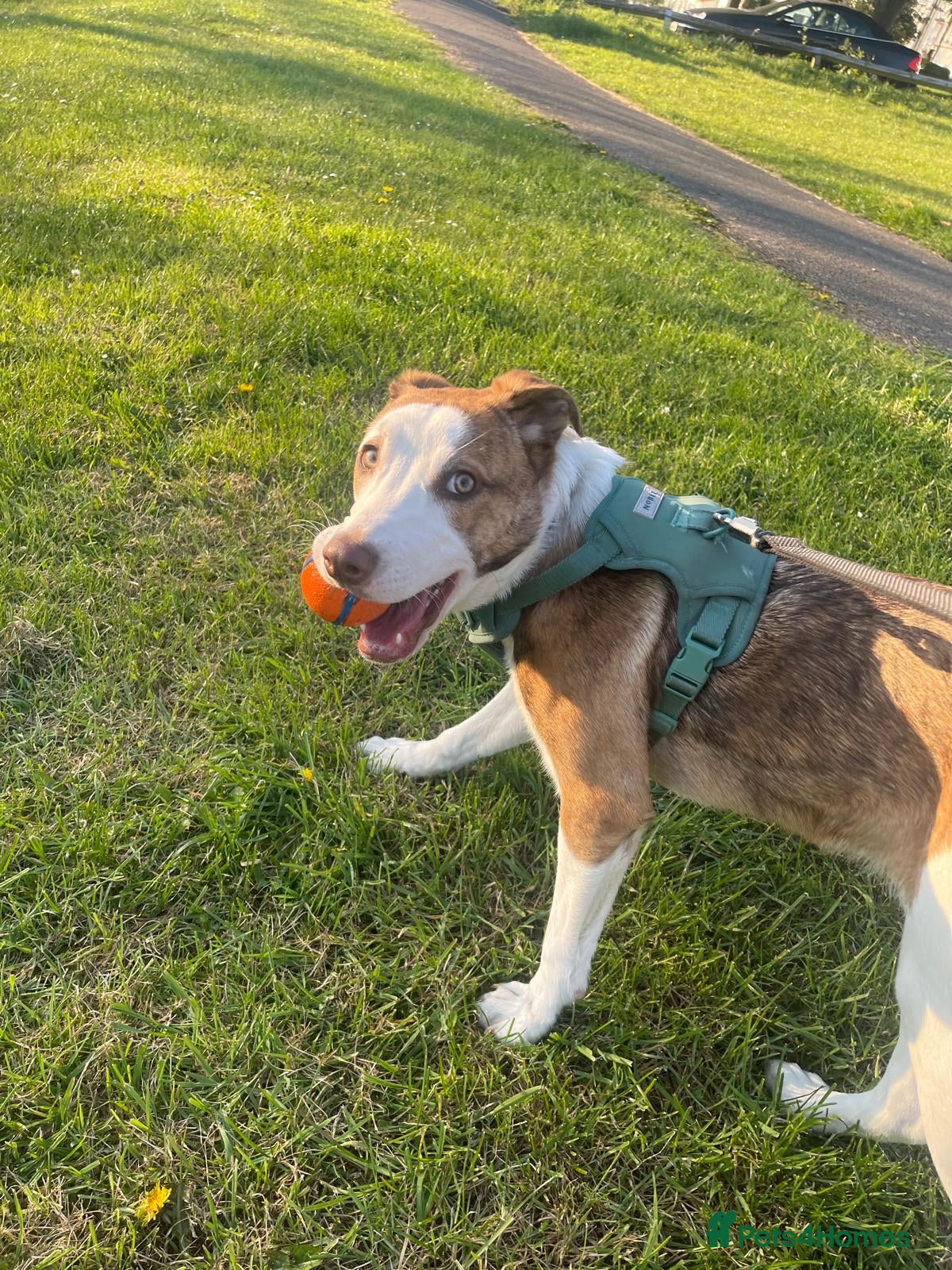 Mixed Breed dogs Chevy - Border Collie x Staff x Kelpie - Advert 1