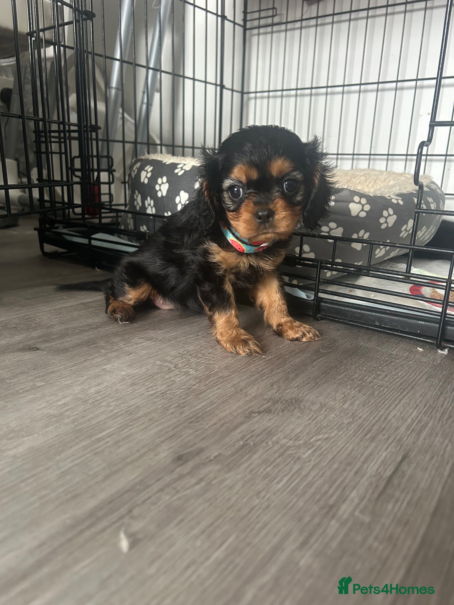 Cavalier King Charles Spaniel dogs One beautiful Black and Tan girl  - Advert 2