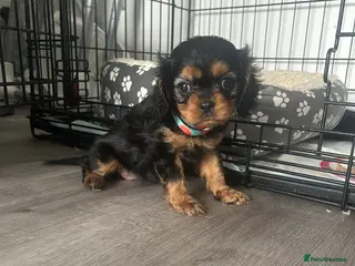Cavalier King Charles Spaniel dogs One beautiful Black and Tan girl - Advert 2