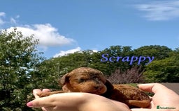 Cockapoo dogs for sale: Gorgeous F2B Cockapoos - Image 11