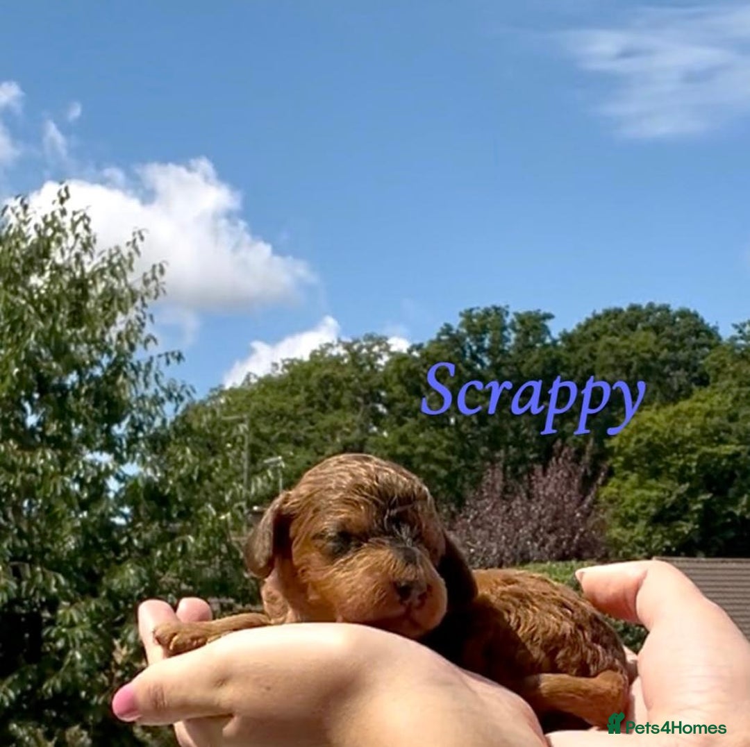 Cockapoo dogs for sale: Gorgeous F2B Cockapoos - Image 11