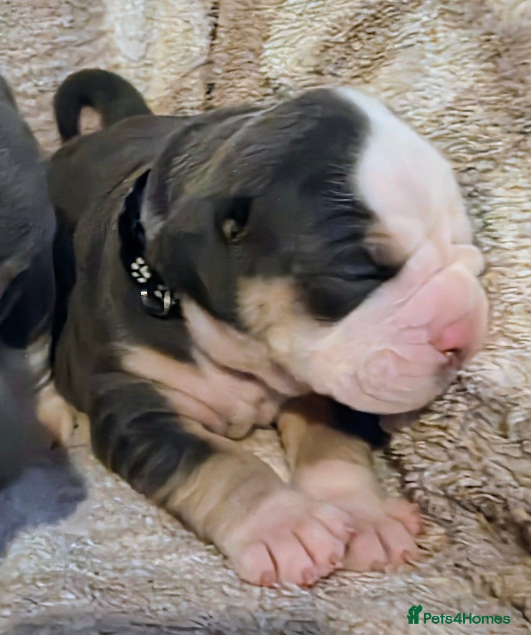 Olde English Bulldogge dogs for sale: Olde English Bulldog Puppies NEBBR Derby - Image 8