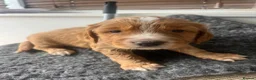 Cocker Spaniel dogs for sale: Outstanding cocker spaniel puppies - Advert 29
