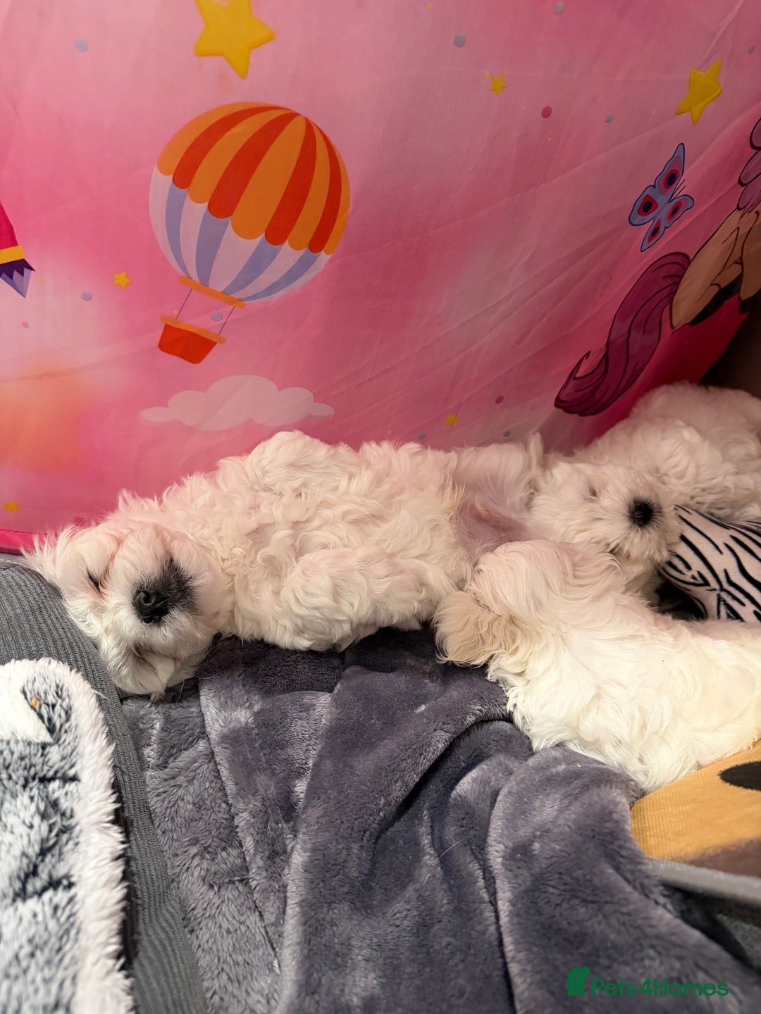 Maltese dogs for sale: Gorgeous Maltese puppies  - Advert 6