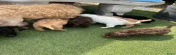Cockapoo dogs for sale: Teddy bear cockapoos  - Advert 4