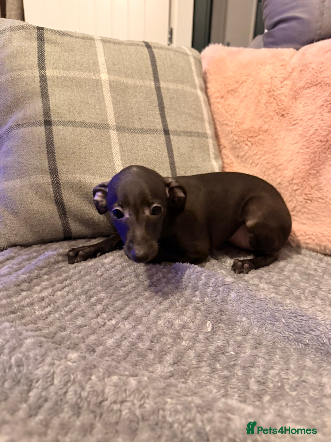 Italian Greyhound dogs for sale: KC registered Italian puppy’s  - Advert 7