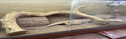 Bearded Dragon reptiles for sale: Bearded dragon + vivarium with accessories  - Advert 4