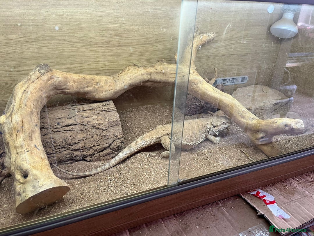 Bearded Dragon reptiles for sale: Bearded dragon + vivarium with accessories  - Advert 4