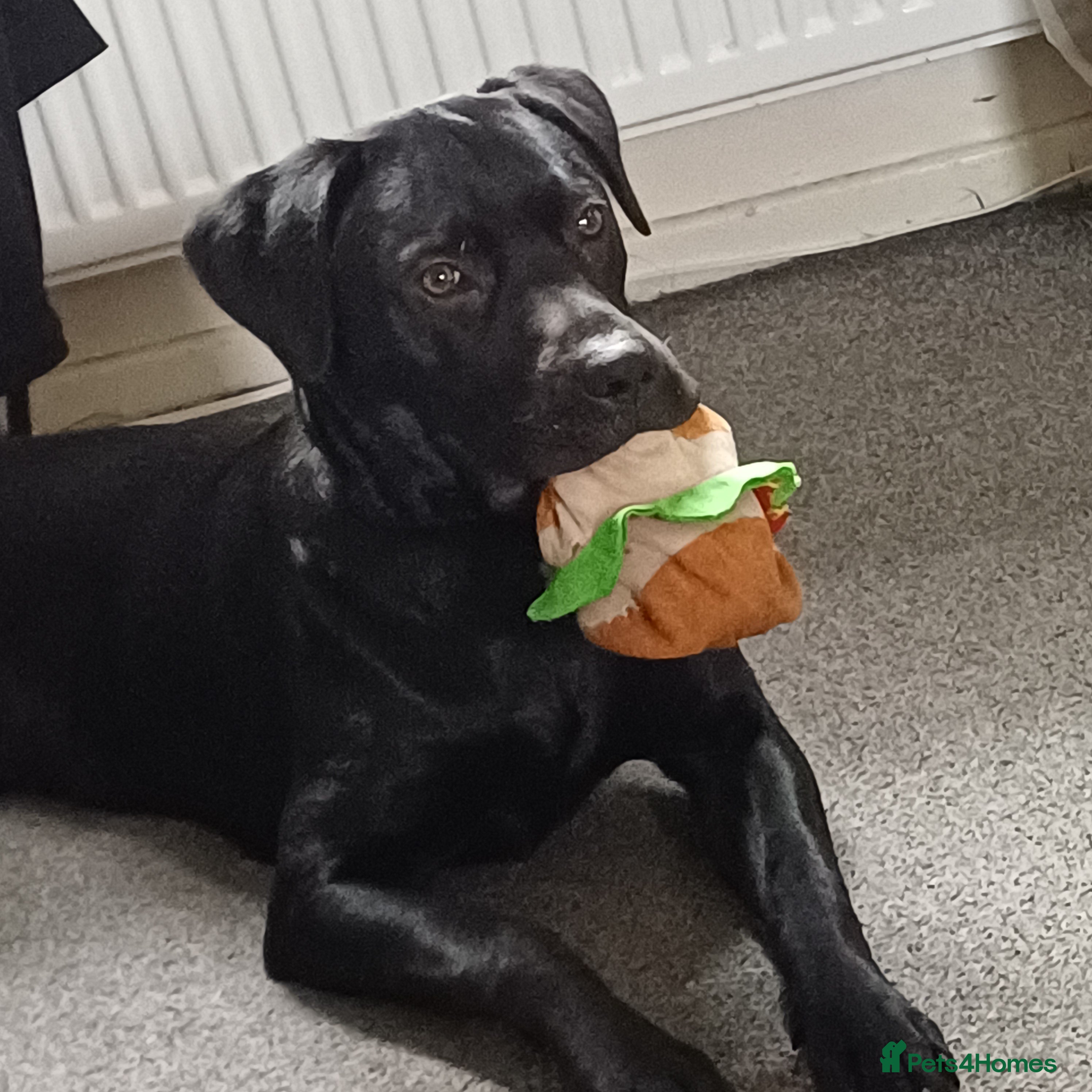 Labrador Retriever dogs Labrador retriever male in Ayr - Advert 9