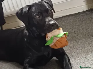 Labrador Retriever dogs Labrador retriever male in Ayr - Advert 9