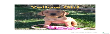 Labrador Retriever 5